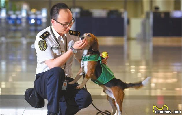 飘了飘了！我竟然想养比格犬了