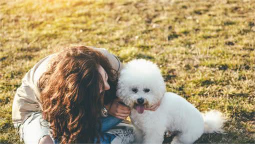 不要随便养比熊犬，因为你永远不知道，你的生活会发生什么变化