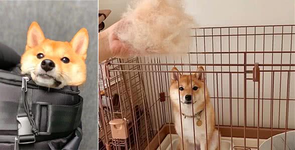 主人拿出指甲钳后，可爱柴犬瞬间变成恶犬，露出尖牙