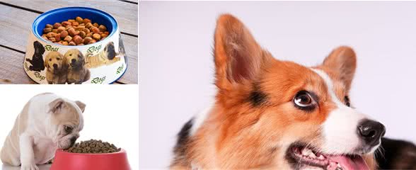 中型犬狗粮什么牌子好？