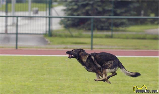 什么样的狗狗可当警犬？今天聊聊你不知道的警犬的一生