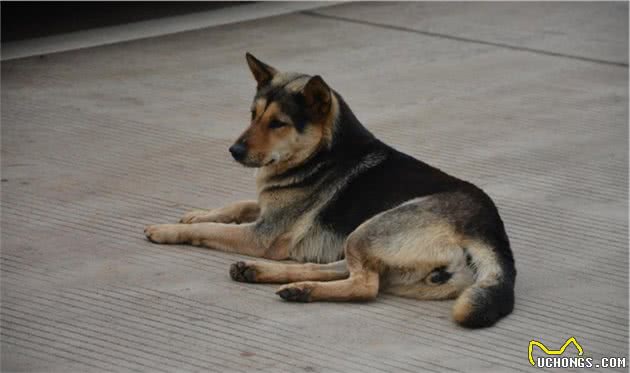 什么样的狗狗可当警犬？今天聊聊你不知道的警犬的一生