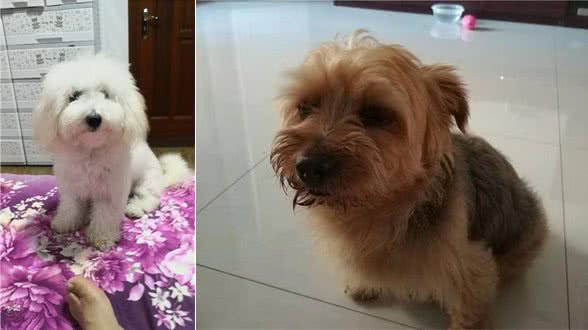 家中多了只陌生的狗，仔细一看：论发型的重要性