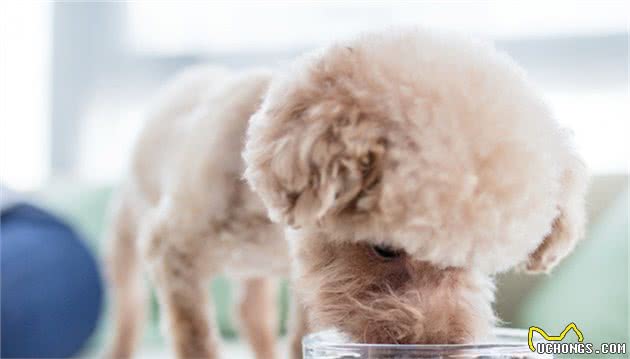 新手养狗，强烈推荐泰迪犬，因为有这些好处