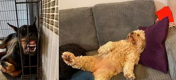 狗狗不是液体，但竟也能做出这些姿势…太可爱了