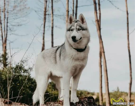 俄罗斯名犬西伯利亚雪橇犬，二哈的各种趣事