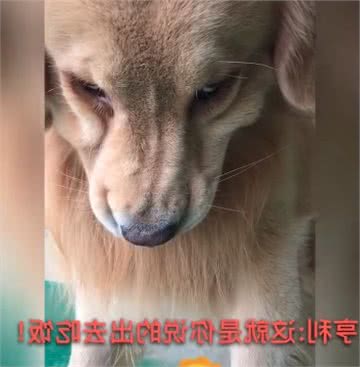 辟谣：狗狗不吃饭只是因为不饿汪星人可能只是想出去晃晃