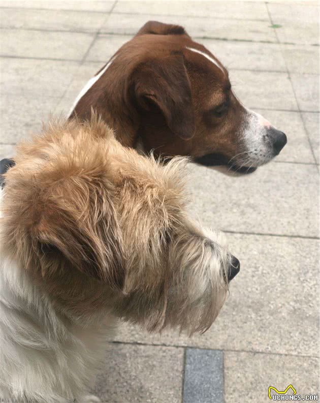杰克罗素犬起源于英格兰