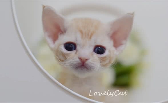 猫咪最常见的肝脏疾病是什么？