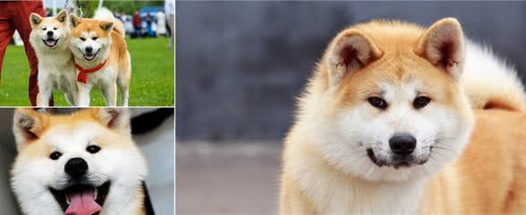 秋田犬的这几个“缺点”，很多人都接受不了