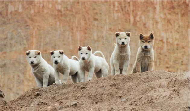 这6种狗狗是有名的护主犬，勇敢无畏为主人甚至可以豁出性命