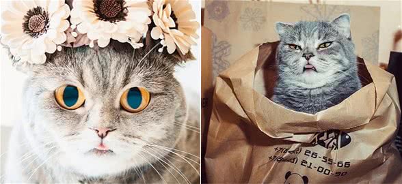 我没看错吧，这只猫咪竟然喜欢吐舌头？把自己当成狗狗了吗？