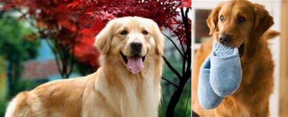 扎心了！养了只金毛犬，很累，但很幸福