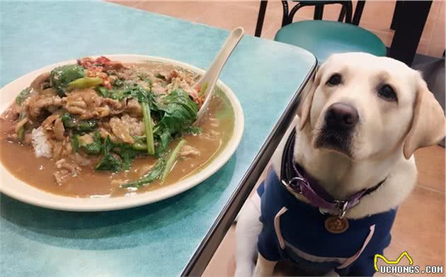 会缩短狗狗寿命的几种食物，劝你别喂