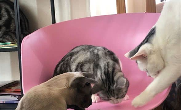 斯芬克斯猫是不是很容易生病，比鲁斯大人原来是病猫
