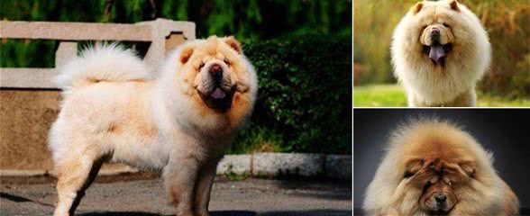是什么让你放弃养松狮犬?很多人接受不了这6点