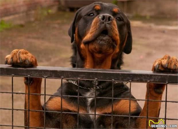 为何“罗威纳犬”那么臭？原因有5个，你还不知道吧