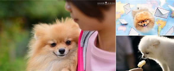 想要养博美的宠主注意了，这5种幼犬不能选，过来人说了老实话