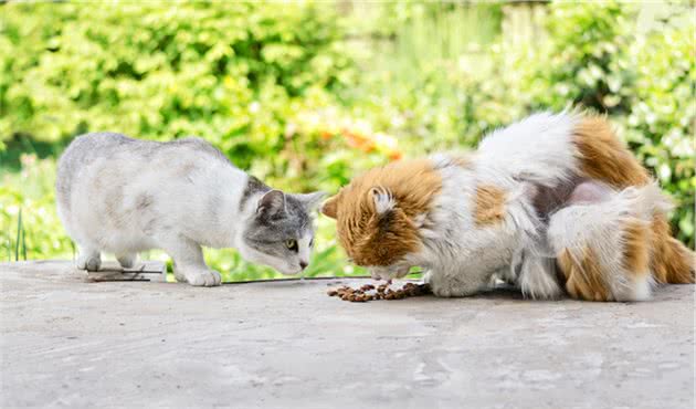 狗对家中公猫吃醋不满，狗收买小区流浪母猫，成功让猫离开家中