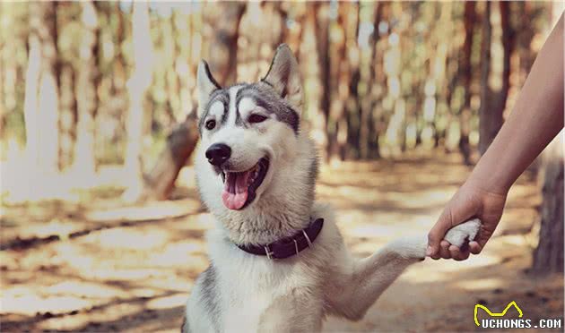 狗对家中公猫吃醋不满，狗收买小区流浪母猫，成功让猫离开家中