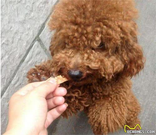 泰迪犬“舔人”就是喜欢你？很多人理解错了，其中隐含这6个意思