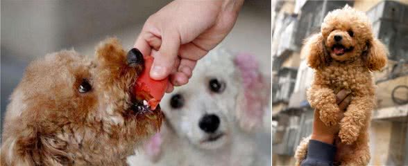 有这8个“特征”的泰迪犬，恭喜你，它真的很爱你