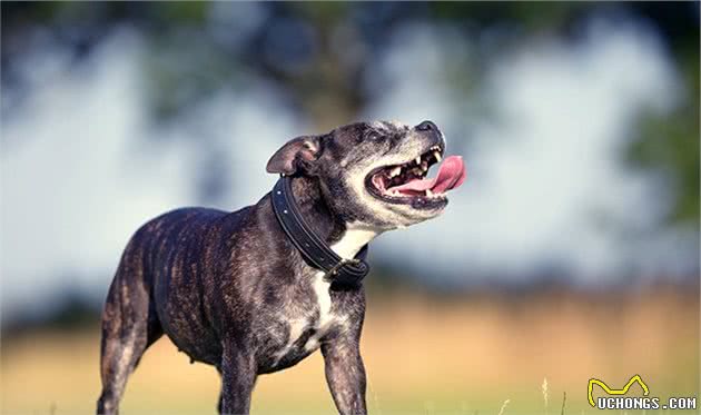 7种内心敏感的狗—比特犬：别看我高大威猛，其实有个公主心