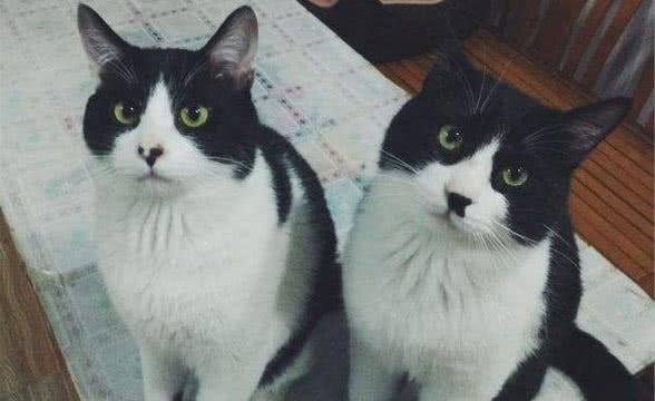 奶牛猫是什么品种？「科瑞卡科普」