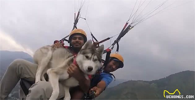 狗子飞上天！美国一男子带澳洲牧羊犬乘坐滑翔机，狗子丝毫不慌