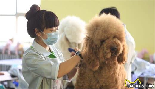 宠物美容店，最不愿意接的“五种狗”，是你家狗子吗？