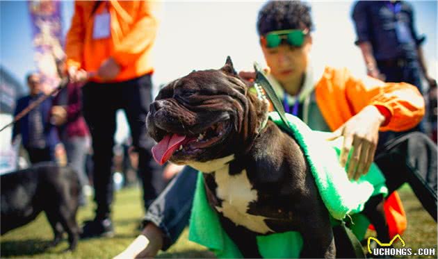 6大“无攻击性”犬种，性格温顺不咬人，适合有孩家庭饲养