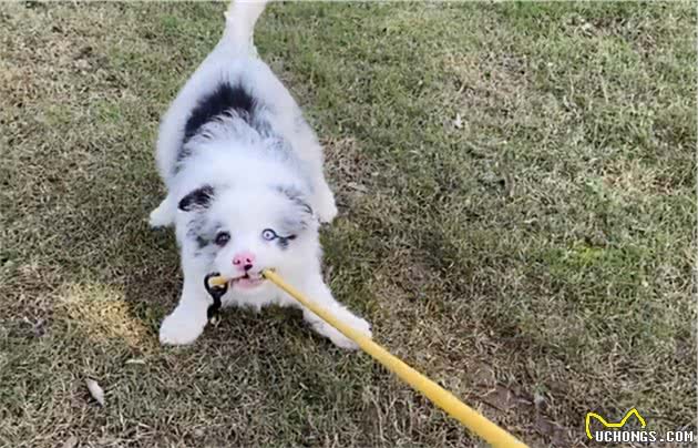 捡到一只边牧幼犬，养了一晚上，终于明白了它被遗弃的原因