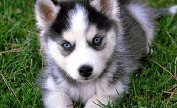 怎样开始养一只可爱乖萌的哈士奇？让我来告诉你吧