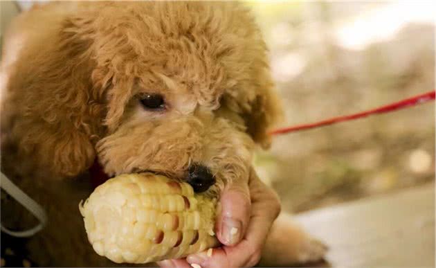 养狗学问：泰迪犬绝对不能吃的6种食物