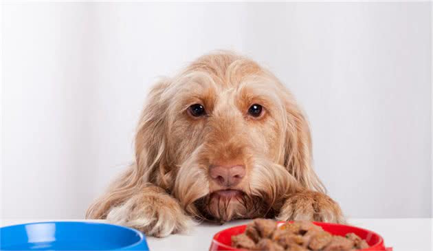 狗狗零食到底应该怎么喂？