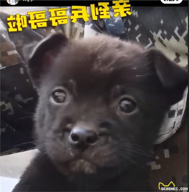 小狗狗一吻定终身，陪伴兵哥训练，将它变为合格的搜救犬