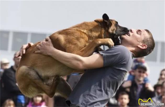 别被狗子的热情迷惑了！放任大型犬去扑人绝对不是一个好习惯