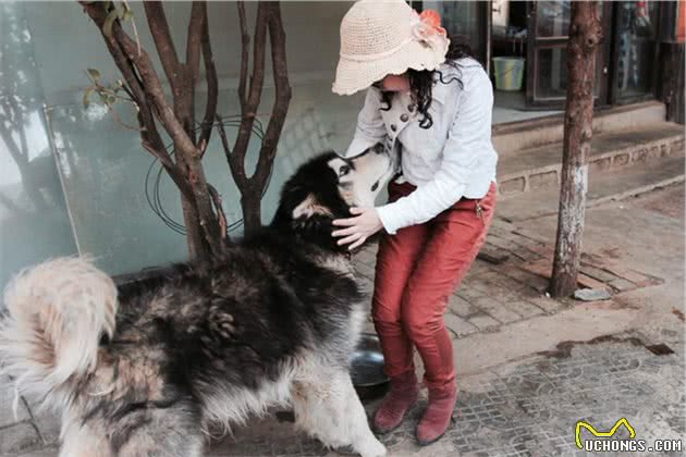 别被狗子的热情迷惑了！放任大型犬去扑人绝对不是一个好习惯