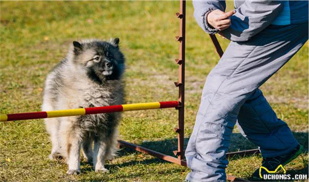 狗狗敏捷训练，外国很多主人带牧羊犬玩，究竟是玩什么？