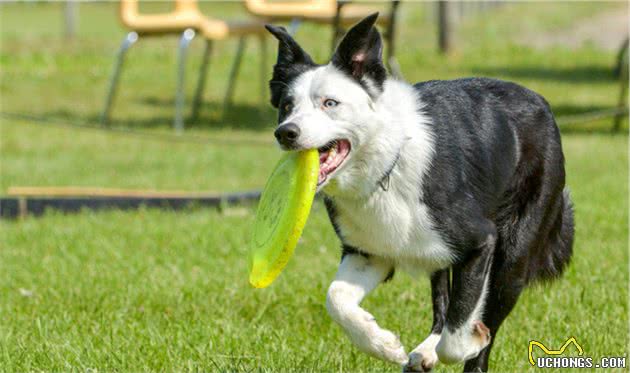 狗狗敏捷训练，外国很多主人带牧羊犬玩，究竟是玩什么？