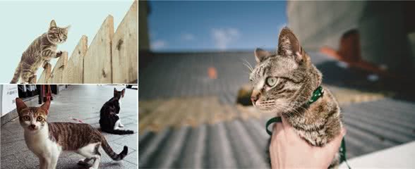在国外受追捧的狸花猫，为何国内养的人这么少呢？究其原因有5个