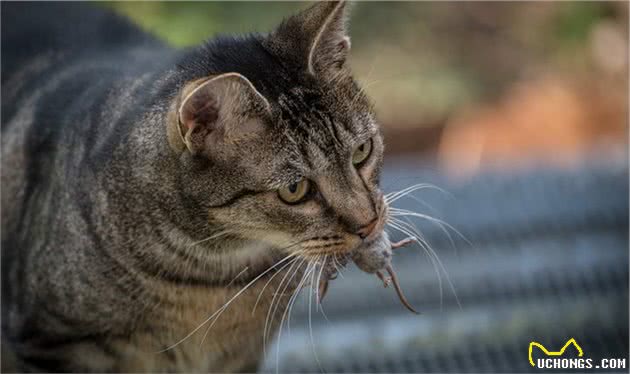 猫咪究竟有多爱你？看完之后，终于知道为何那么多人要养猫了