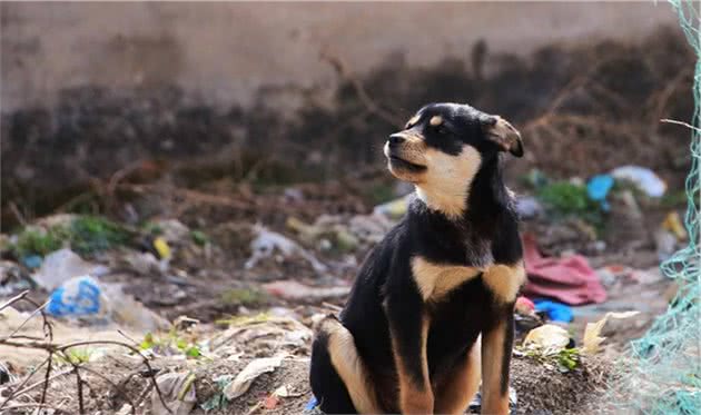 这类犬犬一直被模仿，但从未被超越，最终成为看家护院的好帮手