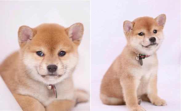 柴犬撒手就没吗?柴犬该如何训练呢?