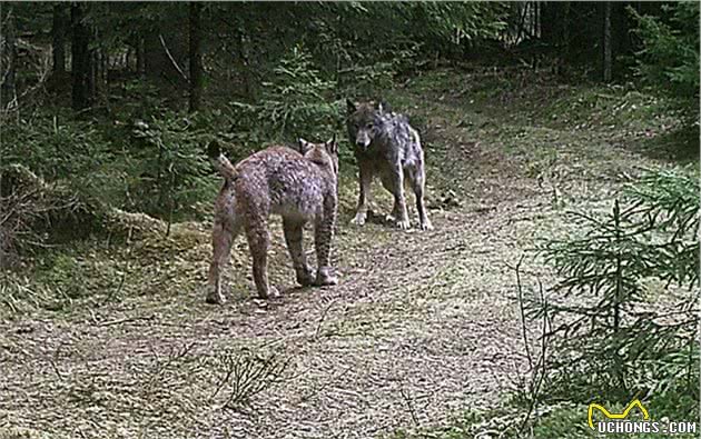 狼见了都要叫大哥的“猞猁”，在森林中到底有多恐怖？