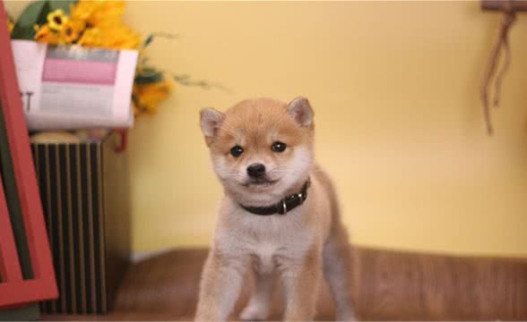 2020柴犬价格，现在柴犬多少钱一只了？