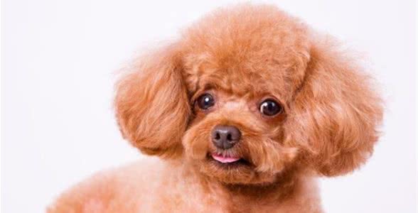 如果你想养泰迪，你需要知道这5点，对泰迪犬的一生非常重要