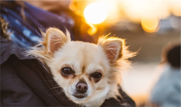 教你训练宠物犬，肢体的信息强度大于口令原则，效果出奇的好