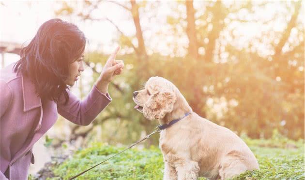 教你训练宠物犬，肢体的信息强度大于口令原则，效果出奇的好