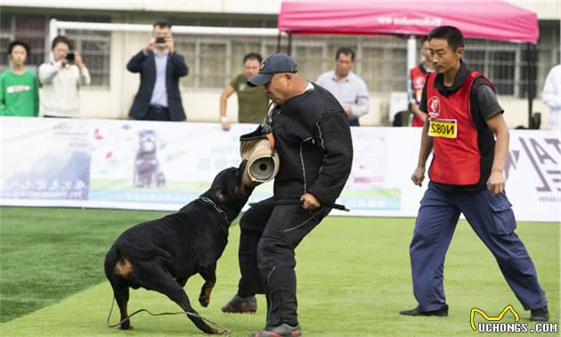 世界顶级防暴犬，防爆先锋罗威纳